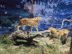 -国家自然博物馆