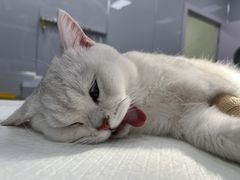 -艾吉宠物医院·疑难杂症转诊中心·猫友好(碧江路院)
