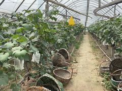 -马陆小张葡萄园农家乐