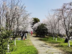 -径山花海