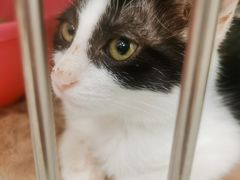 -纳吉亚猫专科动物诊疗中心(蒋宅口分院)