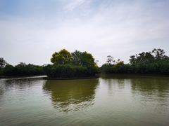 -大湾区中央湿地公园