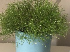 -三圣花乡旅游区