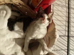 -创凡宠物医院·骨专科  猫科中心(西乡分院)