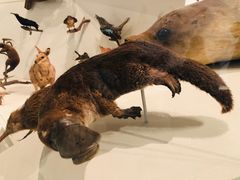 -墨尔本博物馆(Melbourne Museum)
