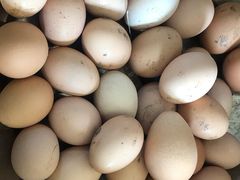 -胜丰草莓采摘园