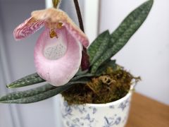 -上海鲜花港