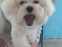 -瑞派福兴宠物医院犬猫全科·骨科·中西医结合(河东店)