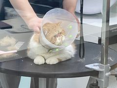 -中农大我爱我爱动物医院·核磁CT·猫病·24小时夜诊中心(石佛营店)