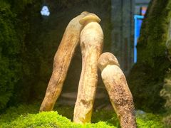 景观位-芸山季·云南野生菌火锅(宝能环球汇店)