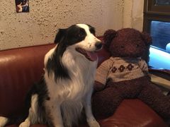 百好乐比萨-百好乐宠物友好餐厅(朝外大街店)