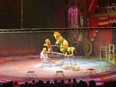 -珠海横琴长隆《卡卡虎奇遇记》