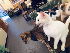 -猫色咖啡·猫咖