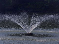 -金花茶公园