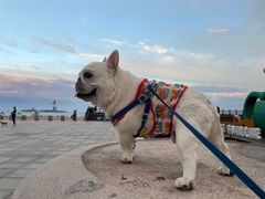 -萌宠之家·腊肠犬·马尔泰·小体犬舍