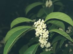 -金鸡湖桃花岛