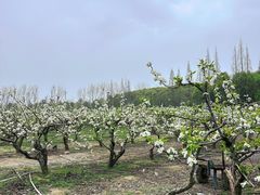 -同里国家湿地公园