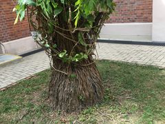 -香港大学