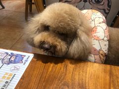 -more than meow吴止猫主题餐厅(承德 中船汇店)