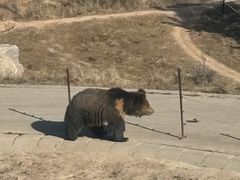 -青藏高原野生动物园