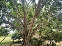 -中国科学院西双版纳热带植物园