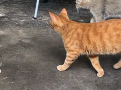 -喵屿·大理花园猫咖