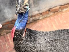 -西霞口神雕山野生动物世界