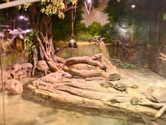 -正佳雨林生态植物园