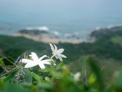 -鹿境梅花鹿生态园区