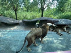 -北京野生动物园