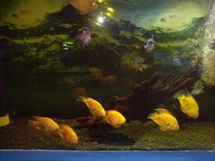 -沙沙哗啦海洋馆(华宇百花谷店)