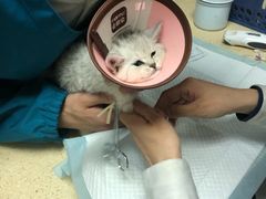 -安安宠医·安宠宠物医院