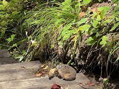 -峡谷浮石林景区