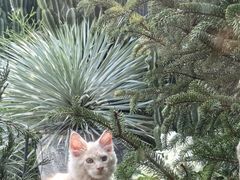 -自由生长植物工作室(深港花卉中心店)