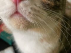 -猫色咖啡·猫咖