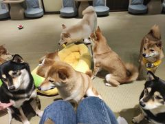 -逗柴咖啡屋·狗咖猫咖宠物桌游