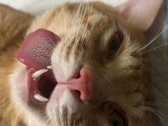 -乐琪宠物医院·犬猫专科·骨外科·急重症