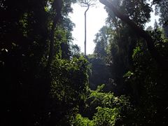 -西双版纳原始森林公园