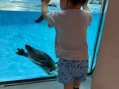 -帝企鹅自助餐厅•儿童岛•真企鹅(长隆企鹅酒店)