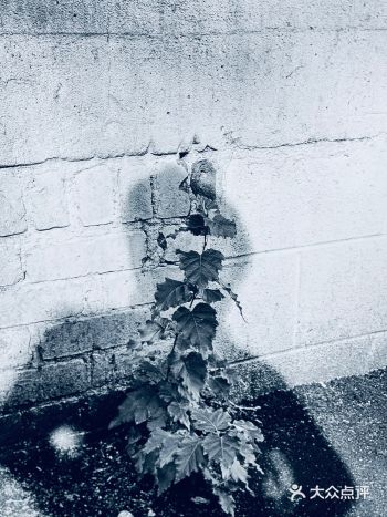 用独特视角捕捉生活的瞬间