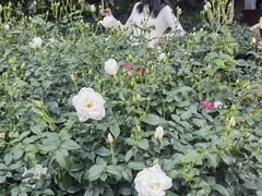 -人民公园(罗湖区)