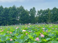 -滆湖低碳生态公园