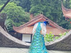 -都江堰普照寺