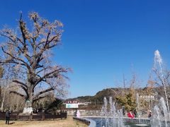 -千年银杏谷文化旅游区