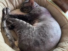 -山宅一喵德文卷毛猫舍