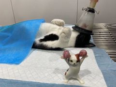 -荔康动物医院(康王北路店)