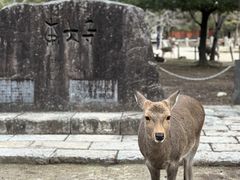 -奈良公园