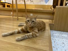 -滚猫咖啡·猫咖·猫友好撸猫(未来城店)