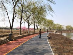 -大兴滨河森林公园