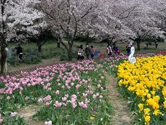 -苏州上方山国家森林公园